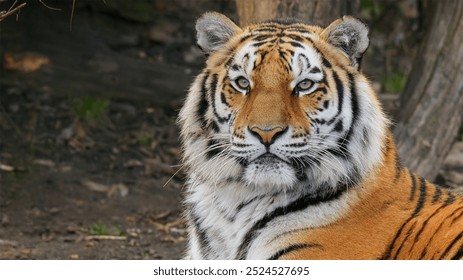 A close-up of a tiger, focused straight at the camera. Its intense gaze and detailed facial features highlight the powerful presence of this predator. - Powered by Shutterstock