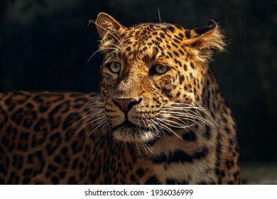 Close-up of a Tiger Jaguar with distinct spots ... Nice and cool picture