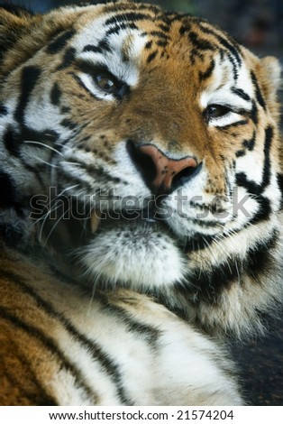 Similar – Image, Stock Photo Sleeping Horror Big cat