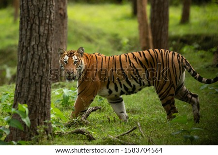 Closeup of a Tiger in lush green forest of Kabini Tiger Reserve, India