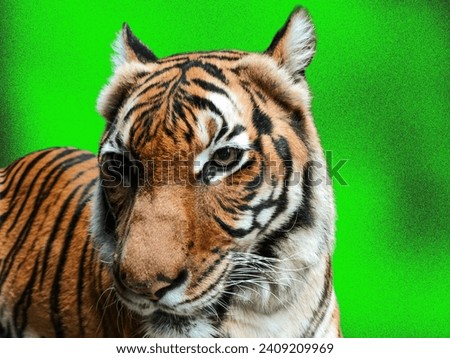 Close-up of a tiger's face on a green background. A close-up of the tiger's gaze.