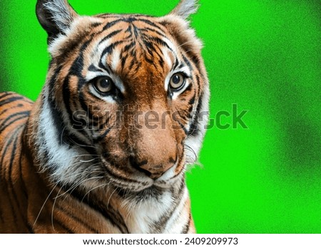 Close-up of a tiger's face on a green background. A close-up of the tiger's gaze.