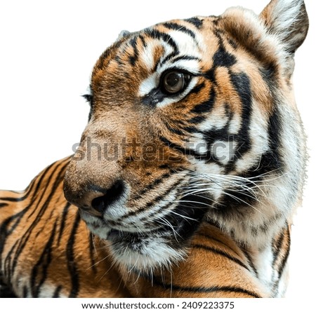 Close-up of a tiger's face on a white background. A close-up of the tiger's gaze.
