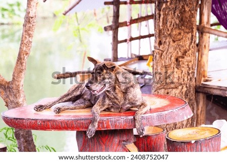 Close-up of Tiger-striped brown dog is lying sleep in middle on marble table On the background of flowing water canal block. Stray dog sleep  happily. 