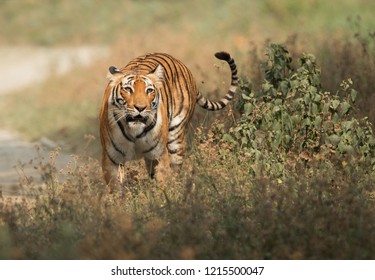 200 Paro tigress Images, Stock Photos & Vectors | Shutterstock