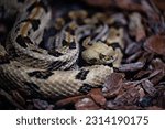 A closeup of a Timber rattlesnake, Crotalus horridus snake captured in a zoo