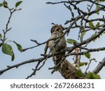 Close-up of a tiny bird on a tree branch.