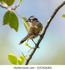 A closeup of a tiny bird on a tree branch
