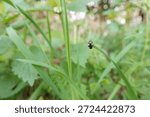 Close-up of a tiny black beetle on a vibrant green blade of grass in natural environment, nature macro theme