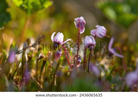 Closeup of tiny blooming Cranberry flowers on a late spring day in a wetland in Estonia, Northern Europe
