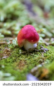 A close-up of a tiny, bright red Russula emetica (also known as The sickener, Emetic Russula or Vomiting russula). Found in the moss on a forest trail in Newfoundland, Canada during September.