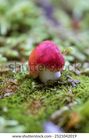 A close-up of a tiny, bright red Russula emetica (also known as The sickener, Emetic Russula or Vomiting russula). Found in the moss on a forest trail in Newfoundland, Canada during September.