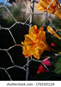 Close-up Of A Tiny Brightly Colored Yellow Flower Breaking Through A Wired Fence. 