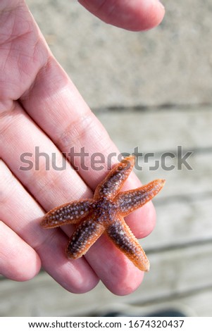 Similar – Foto Bild StarFish Seestern Meer