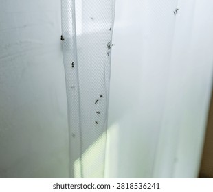 Closeup of tiny dark bugs infesting white tulle curtains at home. These pests are crawling on the mesh screen, creating an unhygienic and disturbing problem for the household interior.