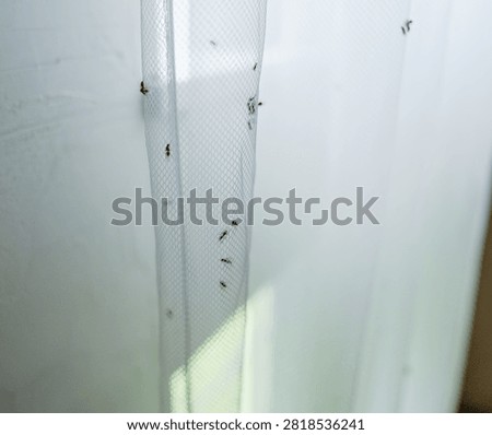 Closeup of tiny dark bugs infesting white tulle curtains at home. These pests are crawling on the mesh screen, creating an unhygienic and disturbing problem for the household interior.
