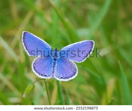 A closeup of a tiny Eastern Tailed Blue butterfly (Cupido comyntas) with its wings spread out wide while sitting on green grass on a spring day. 