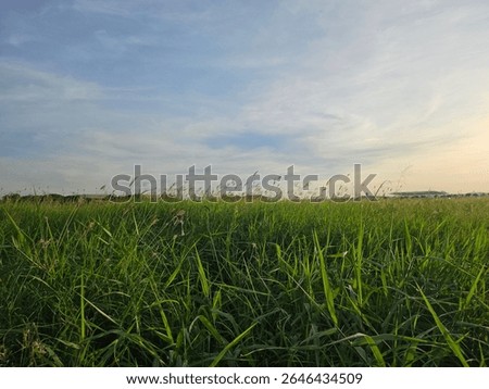 Close-up of a tiny grass flower blooming in a green field under warm evening sunlight near Suvarnabhumi Airport, Samut Prakan, Thailand. Taken on June 17, 2025.
