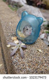 Close-up of a tiny hamster in a small blue hamster's house with purple flower, selective focus