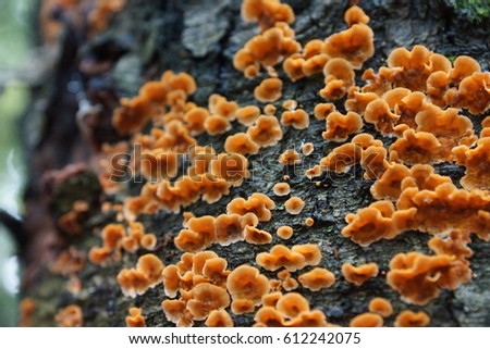 Close-up of tiny orange bracket fungii mushrooms