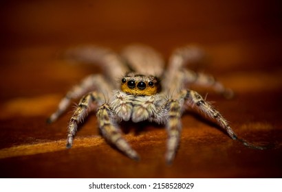 Closeup Tiny Spider Multiple Eyes Crawling Stock Photo 2158528029 ...