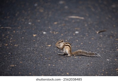A closeup of a tiny squirrel eating on the asphalt road