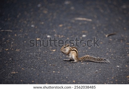 A closeup of a tiny squirrel eating on the asphalt road