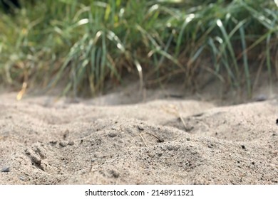 Closeup Of Tiny Twig Coming Out From Sand With Lemongrass Background 