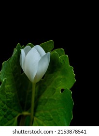 Close-up Of The Tiny White Flower On A Bloodroot Plant With A Black Background.