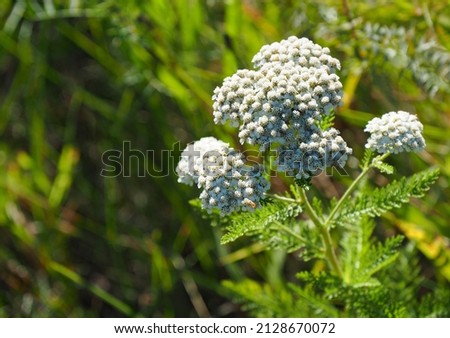 Close-up of the tiny white flowers on a common yarrow plant with blurred vegetation in the background.