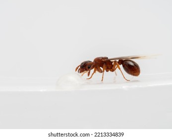 Close-up Of A Tiny Winged Queen Pavement Ant (Tetramorium Immigrans) On A White Dish, Drinking From A Drop Of Water. Isolated