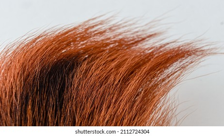 Close-up Of A Tip Of Brown Deer Hair Isolated Against A White Background