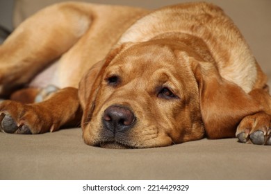 Closeup of tired isolated fox red Labrador retriever puppy lying on brown cushion in the sunshine with shallow depth of field - Shutterstock ID 2214429329