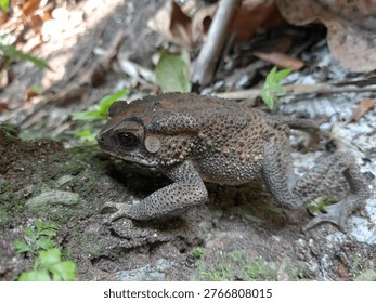 Close-up of a toad on the forest ground.