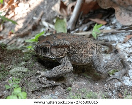 Close-up of a toad on the forest ground.