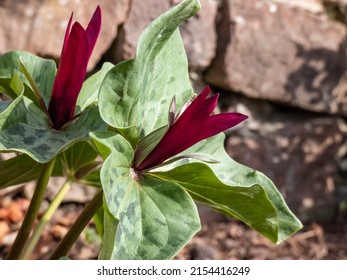 Close-up of the toadshade or toad trillium (Trillium sessile), it has a whorl of three bracts (leaves) and a single trimerous reddish-purple flower with 3 sepals in garden