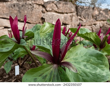 Close-up of the toadshade or toad trillium (Trillium sessile) with a whorl of three bracts (leaves) and a single trimerous reddish-purple flower with 3 sepals in garden