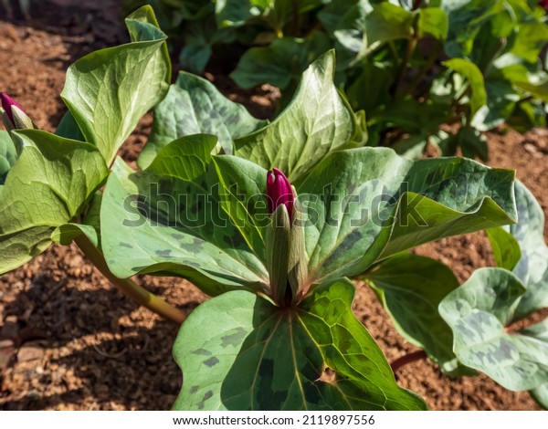 Close-up of\
the toadshade or toad trillium (Trillium sessile), it has a whorl\
of three bracts (leaves) and a single trimerous reddish-purple\
flower with 3 sepals in\
garden