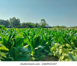 Close-up. Tobacco big leaf crops growing in tobacco plantation field. Tobacco farm. Tobacco field with beautiful sky background. 
 - Shutterstock ID 2364921337