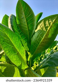 Close-up. Tobacco big leaf crops growing in tobacco plantation field. Tobacco farm. Tobacco field with beautiful sky background. 
 - Shutterstock ID 2364921339