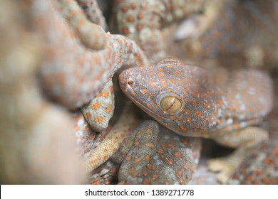 Closeup of a Tokay Gecko (Gecko gecko).