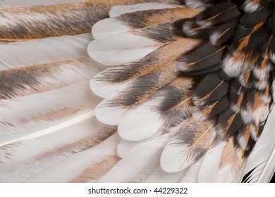 Close-up of Tollbunt tricolor Polish Rooster feathers, 6 months old