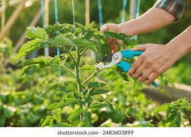 Close-up of tomato plant and hands with pruning shears shaping plant - Powered by Shutterstock