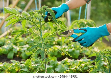 Close-up of tomato plant and hands with pruning shears shaping plant - Powered by Shutterstock