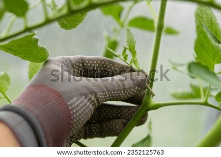 Close-up of tomatoes in the greenhouse, removal of stepchildren for a good harvest.