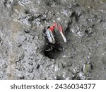 Close-up and top angle view of a fiddler crab on mud flat besides crab house hole at Suncheon Bay of Suncheon-si, South Korea
