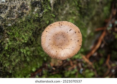 A close-up top down view of a round Amanita crocea (also known as Saffron ringless amanita or Orange grisete) mushroom cap growing in green moss on a forest trail in Newfoundland, Canada in fall.