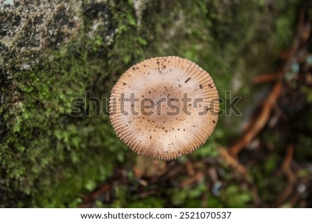 A close-up top down view of a round Amanita crocea (also known as Saffron ringless amanita or Orange grisete) mushroom cap growing in green moss on a forest trail in Newfoundland, Canada in fall.