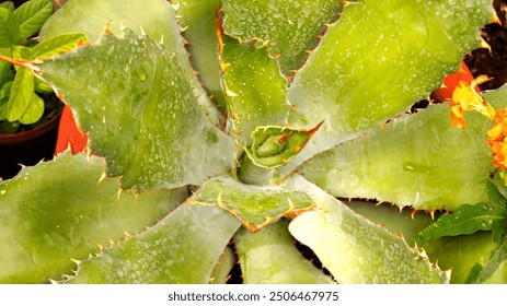 Close-up top view of an agave, with fresh water droplets and watermarks on its leaves, capturing the natural texture and unique beauty of the plant. - Powered by Shutterstock