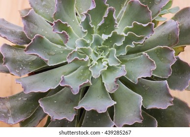 Closeup Top View Of A Echeveria Ruffles Or 